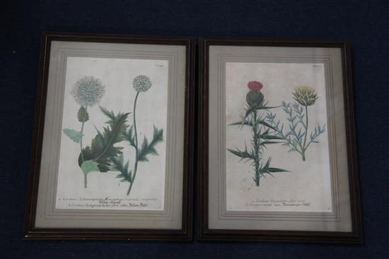 Johann Wilhelm Weinmann (1683-1741) Studies of thistles from Phytanthoza Iconographia 13.5 x 9in.